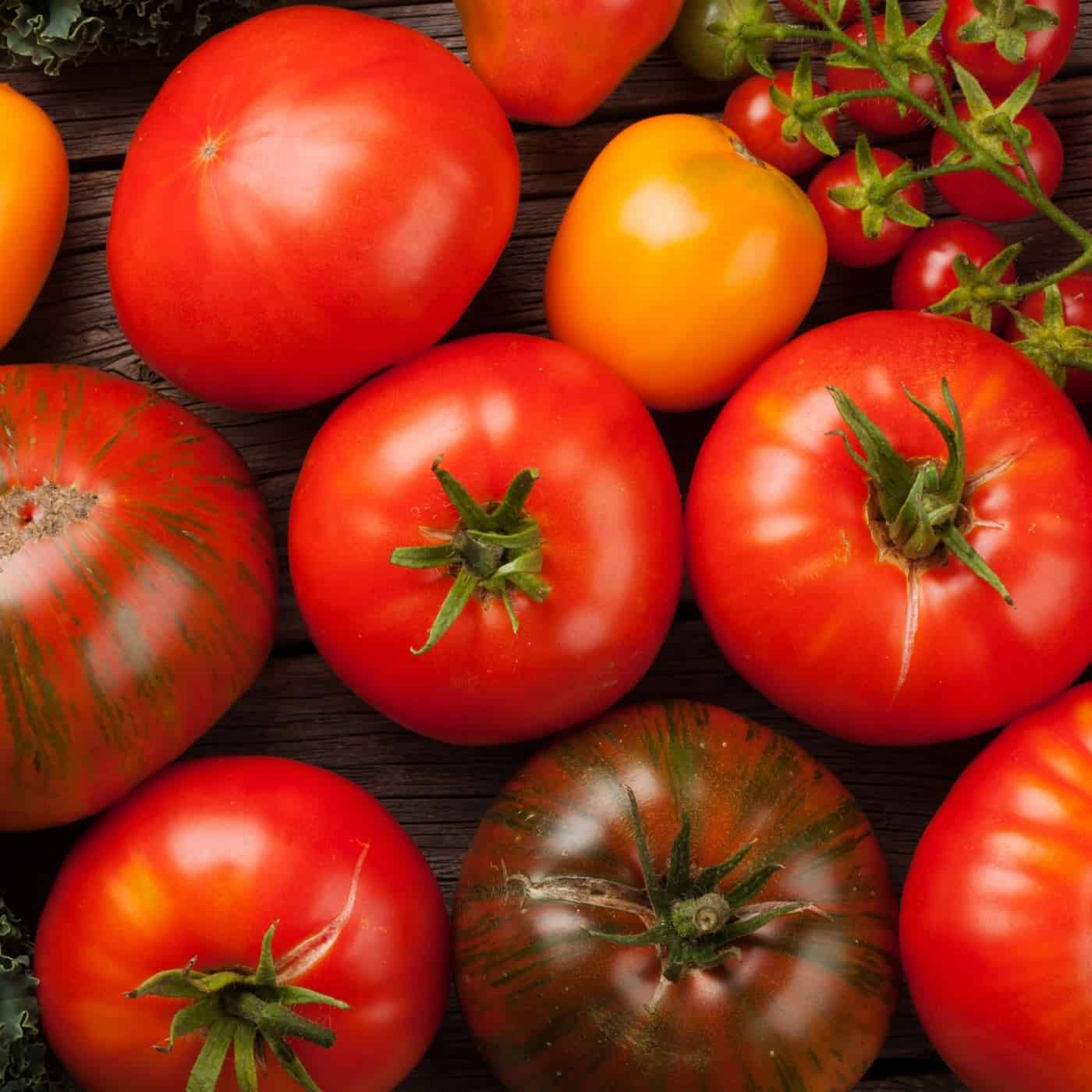 Heirloom tomatoes, red, purple, yellow