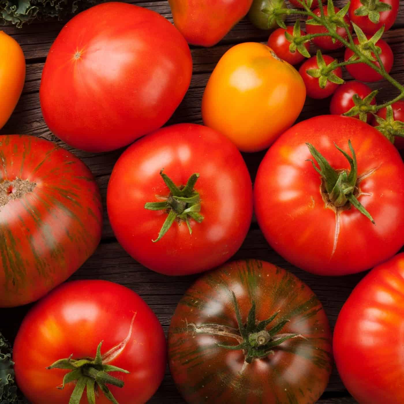 heirloom tomatoes, red, purple, yellow