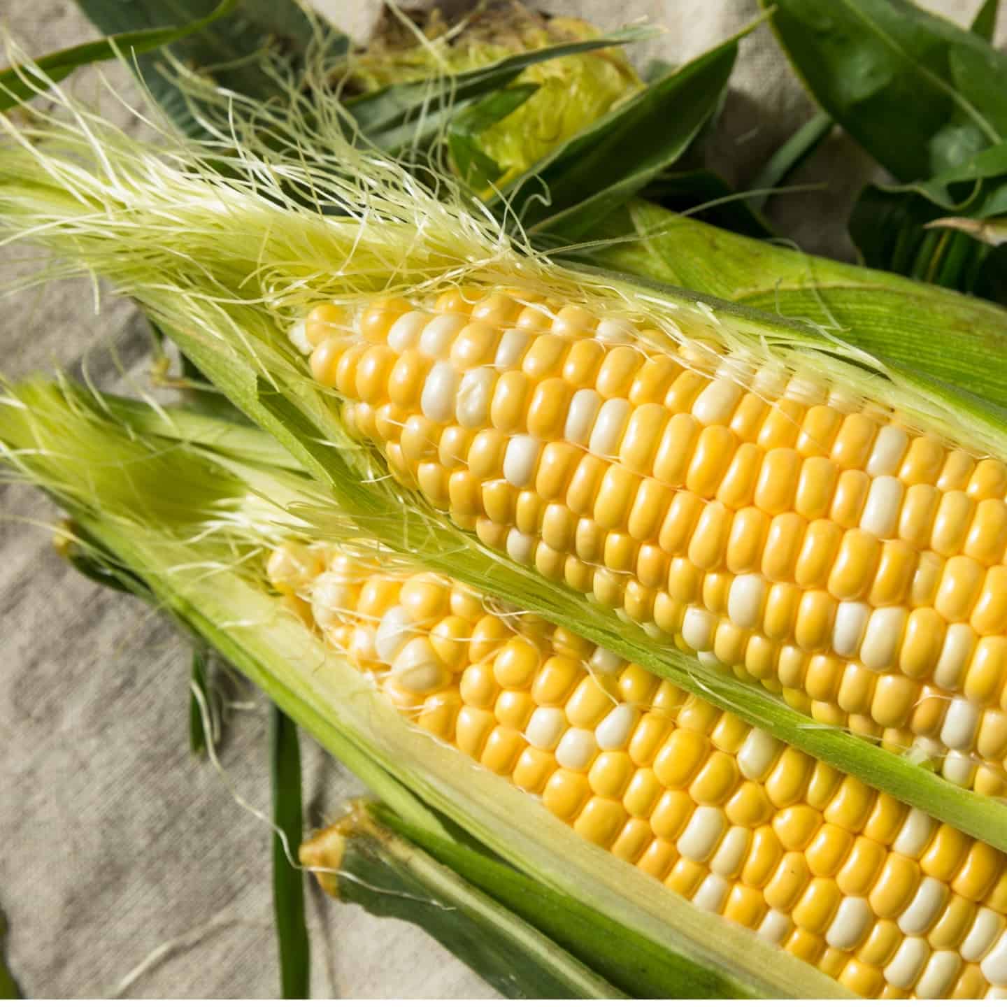 How to identify fresh corn on the cob